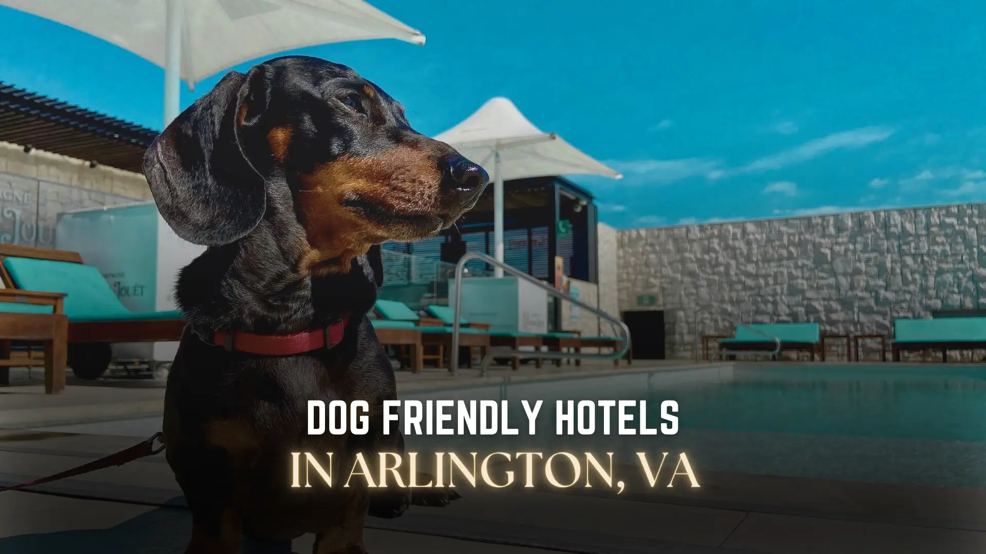 Dog Friendly Hotels in Arlington